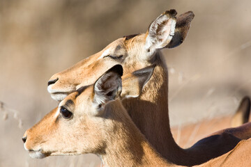 Impala, Aepyceros melampus