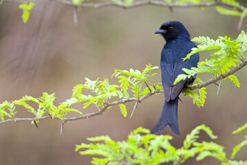 Fork-tailed Drongo, Dicrurus adsimilis
