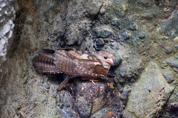 Oilbird, Steatornis caripensis