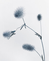 Delicate Plant Photo in cold blue colors. Template for cover, poster, flyer, post card, banner, social media 