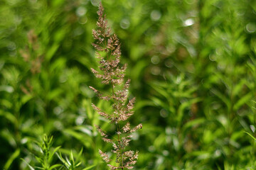 grass background