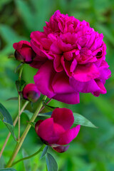 Branch of bright pink peony bud in summer.