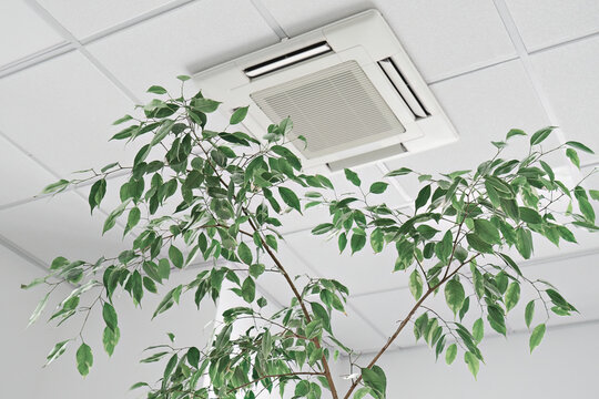 Cassette Air Conditioner on ceiling in modern light office or apartment with green ficus plant leaves. Indoor air quality and clean filters concept