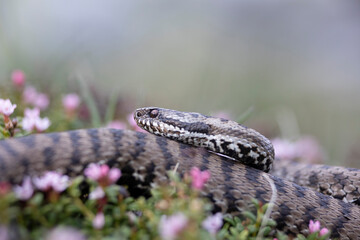 Vipera berus, the common European adder or common European viper, is a venomous snake that is extremely widespread and can be found throughout most of central and eastern Europe - 518135805