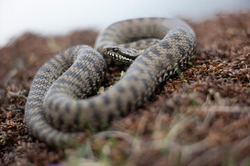Vipera berus, the common European adder or common European viper, is a venomous snake that is extremely widespread and can be found throughout most of central and eastern Europe - 518135810