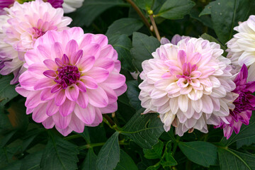 White-pink dahlia flowers in the summer garden.