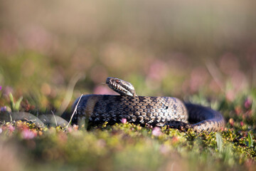 Vipera berus, the common European adder or common European viper, is a venomous snake that is extremely widespread and can be found throughout most of central and eastern Europe - 518135874