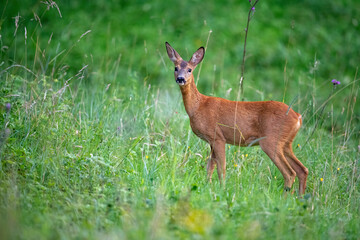 Chevreuil (Capreolus capreolus) femelle en été. Alpes. France