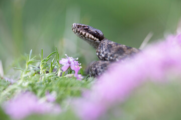 Vipera berus, the common European adder or common European viper, is a venomous snake that is extremely widespread and can be found throughout most of central and eastern Europe - 518136017