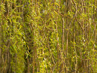 Weeping willow branches and catkins, Marbury country park, Cheshire, UK