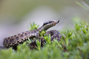 Vipera berus, the common European adder or common European viper, is a venomous snake that is extremely widespread and can be found throughout most of central and eastern Europe - 518136239