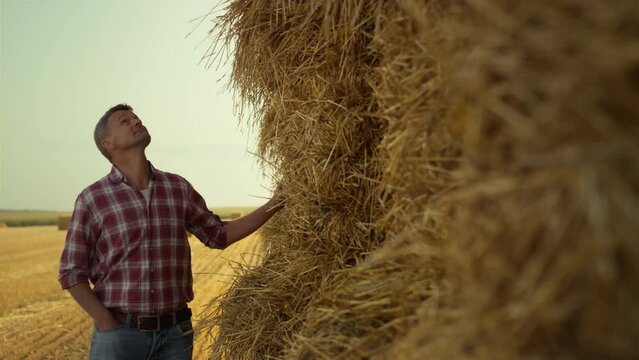 Farmer examining hay pile at countryside. Successful farmland owner touching