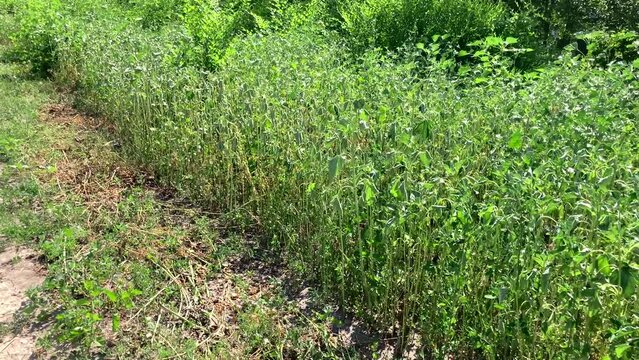 camera movement along the thickets of Ambrosia.Ambrosia bushes causing allergic reactions in sensitive populations. Ambrosia artemisiifolia