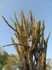 Spiny forest, Ifaty, Madagascar