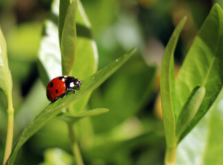 coccinelle parée au décollage