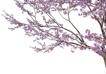 Naklejka na ściany i meble Foreground Flowering branches on a white background