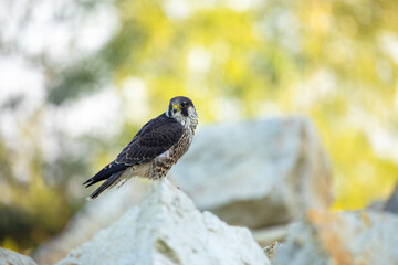 Falcon portrait. Peregrine falcon, Falco peregrinus, perched on stone in kaolin mine. Majestic bird of prey in natural habitat. Wildlife nature. Well-respected falconry bird. Fastest animal in world.