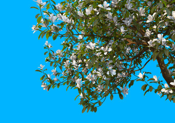 Foreground The branches have flowers on a blue background.
