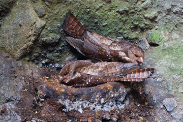 Oilbird, Steatornis caripensis