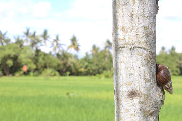 Snail crawling on tree with blur background of paddy field