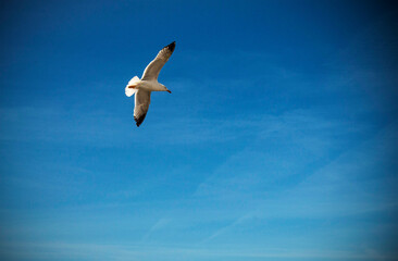 Seagull, typical bird of the coast.