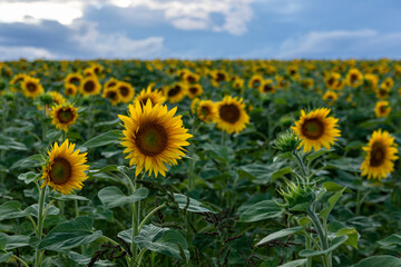 Obraz premium Fields of sunflowers under an overcast sky