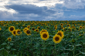 Obraz premium Fields of sunflowers under an overcast sky