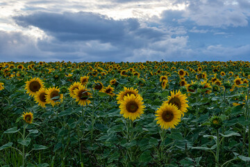 Fields of sunflowers under an overcast sky