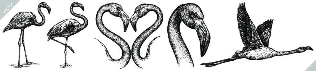 Vintage engrave isolated flamingo set illustration ink sketch. Wild bird background jungle vector art © Turaev