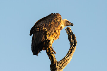 Vautour africain,.Gyps africanus, White backed Vulture, Parc national Kruger, Afrique du Sud