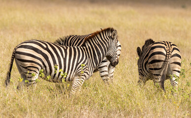 Fototapeta na wymiar Zèbre de Burchell, Equus quagga, Parc national Marachele, Afrique du Sud