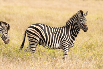 Fototapeta premium Zèbre de Burchell, Equus quagga, Parc national Marachele, Afrique du Sud