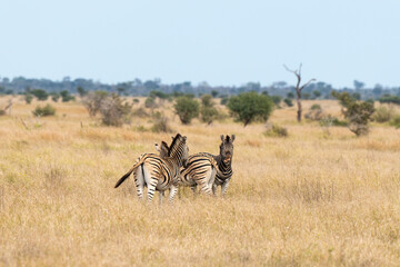 Zèbre de Burchell, Equus quagga, Parc national Marachele, Afrique du Sud