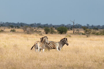 Obraz premium Zèbre de Burchell, Equus quagga, Parc national Marachele, Afrique du Sud