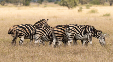 Obraz na płótnie Canvas Zèbre de Burchell, Equus quagga, Parc national Marachele, Afrique du Sud