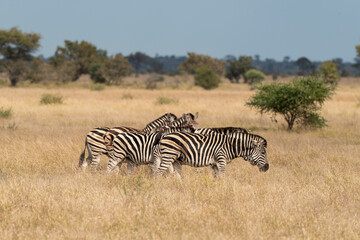 Zèbre de Burchell, Equus quagga, Parc national Marachele, Afrique du Sud