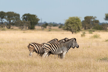 Zèbre de Burchell, Equus quagga, Parc national Marachele, Afrique du Sud
