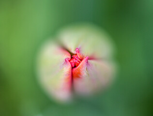 Obraz premium Tulipe presque fleurie