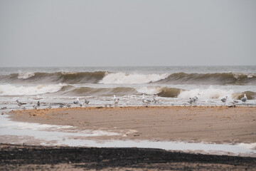 M&ouml;wen am Strand, Texel, Niederlande,