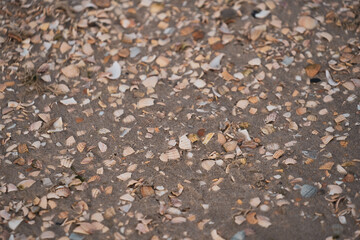 Muscheln am Strand auf Texel, Niederlande