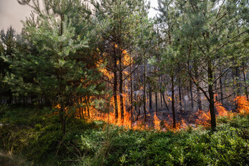 Flammenfront bei Waldbrand