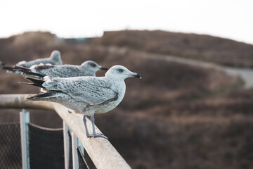 M&ouml;wen auf Texel, Niederlande