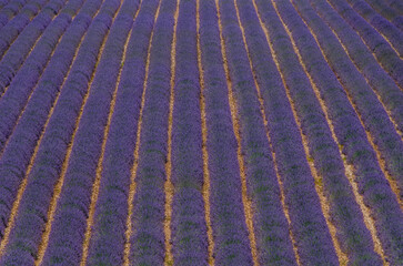 Feld mit geraden Reihen mit Lavendel, welcher in blauer Blüte blüht, Frankreich