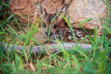 Young roe deer hidden in nature