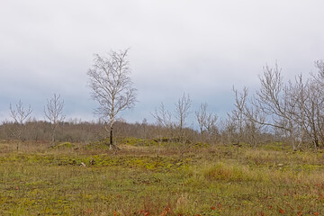 Maarjamae cliffs with moss, grassland and bare trees . Pirita, Tallinn, Estonia 