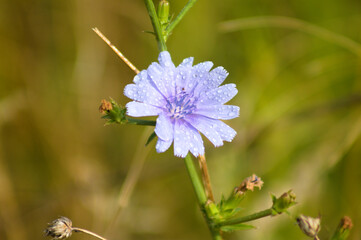 Closeup of common chicory flower with water drops and blurred background