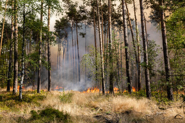 Flammenfront bei Waldbrand