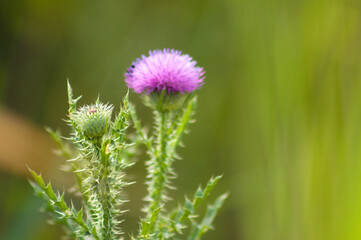 Closeup of spiny plumeless thistle flower with green blurred background
