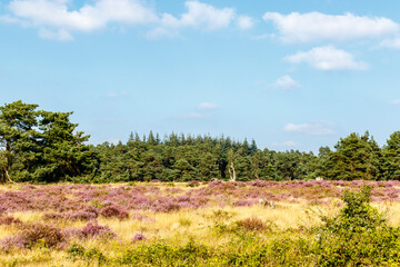 Scenery with moorland and woods in Radio Kootwijk in The Netherlands, Europe