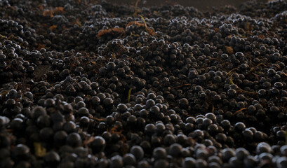 Grapevines background. Closeup view of harvested Malbec grapes ready for wine making. - obrazy, fototapety, plakaty